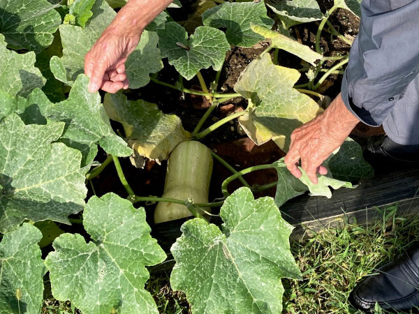 The residents of our retirement home love gardening